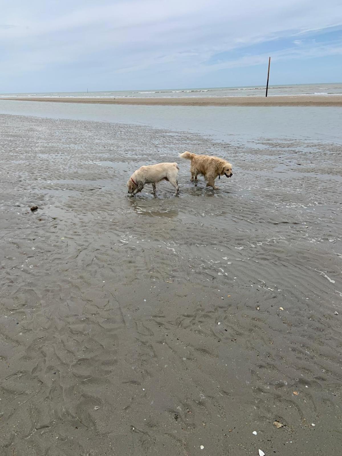 Decouverte D'Un Haras Proche Du Mont St Michel Hambye Eksteriør bilde